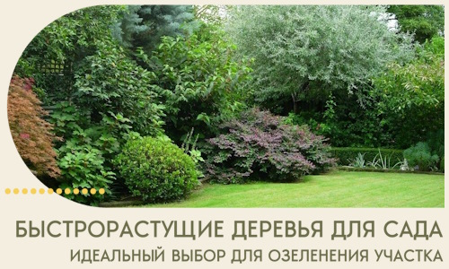 Быстрорастущие деревья для сада идеальный выбор в Кирове-Чепецке