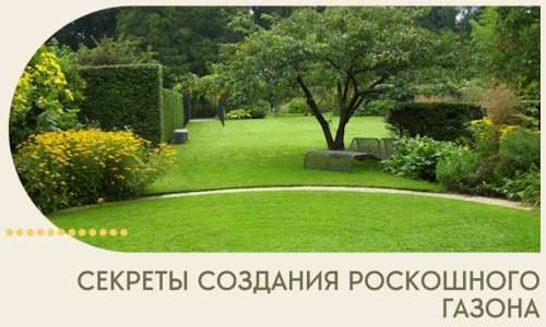 Секреты создания роскошного газона в Кирове-Чепецке